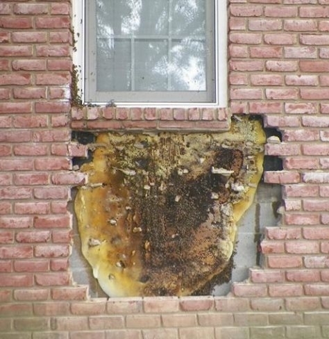 A tulaj kihívott egy szakembert, hogy valami zizeg a falban