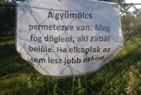 Gödöllő, Budapesti agglomeráció