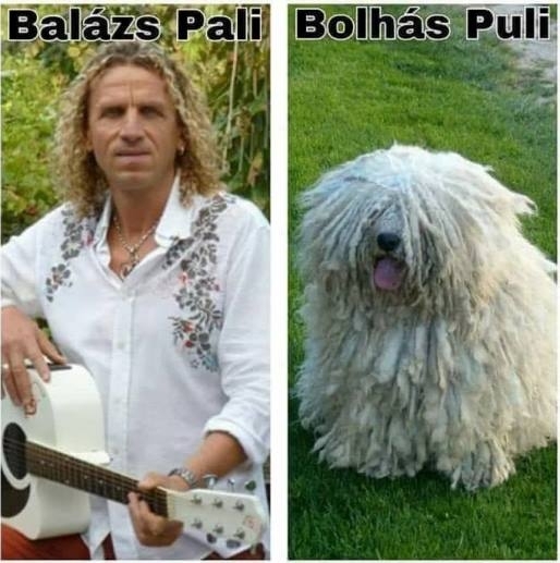 Balázs Puli