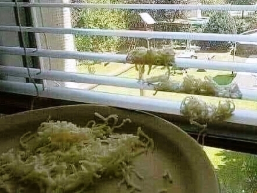 Sajtos roló - Nem jól csinálod