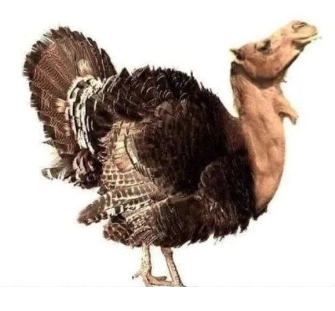 Vasárnapi agyzsibbasztó - PulyCamel