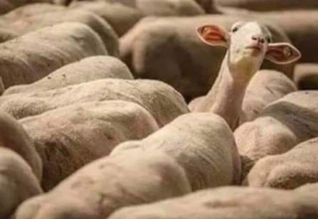 Amikor külföldön vagy és meghallasz egy magyar káromkodást