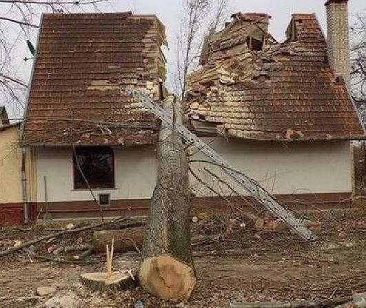 Veszélyes fa kivágása - Nem jól csinálod