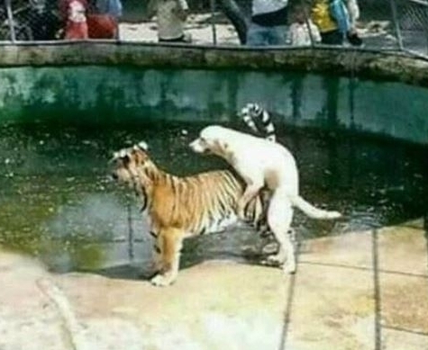 Supermant valószínűleg sokan nagyon bátornak tartják