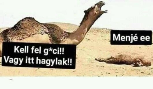 Amikor a cimborád hulla részeg, és elájul buliból hazafelé