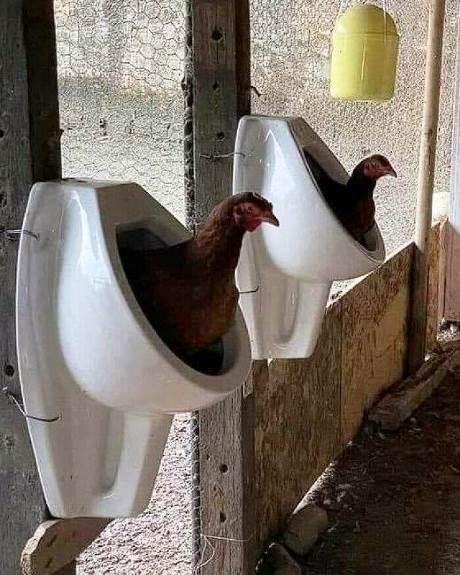 Ők erre használják a piszoárokat