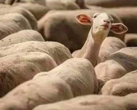 Amikor külföldön vagy és meghallasz egy magyar káromkodást