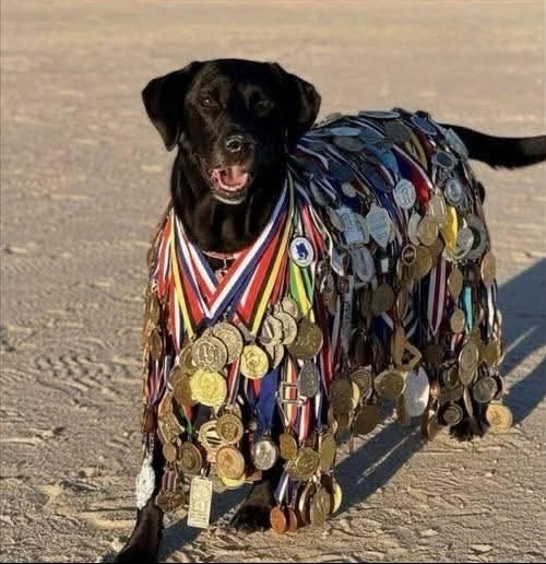 Ha a szomszéd kutyáját kitüntetnék, a sok értelmetlen ugatásért