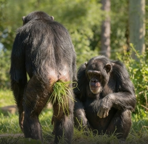 Új divat hódít a csimpánzoknál?!