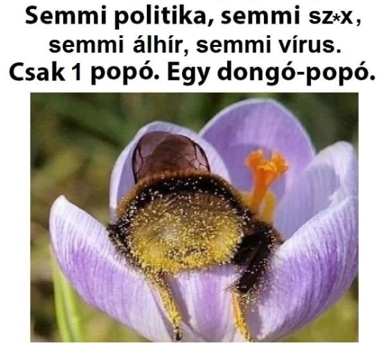 Ez itt egy dongó popója