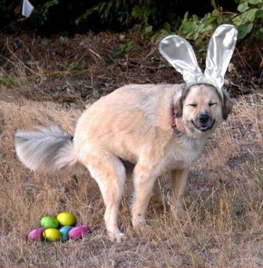 Egy napra nem veszünk nyulat