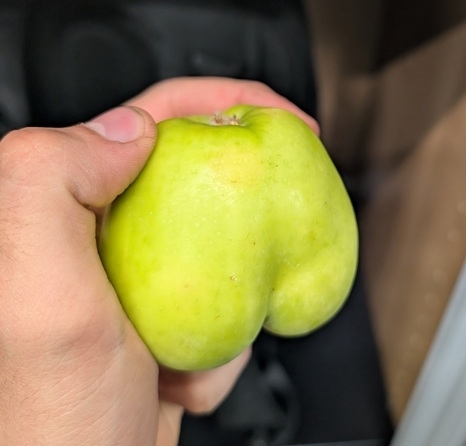 Seggma