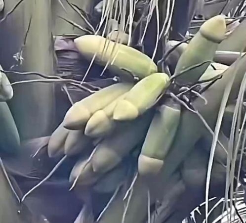Nem tudtam, hogy mit látunk a képen, de az AI segített